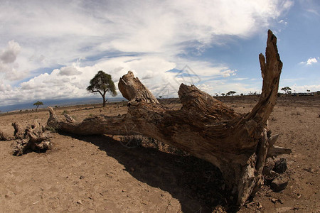 干枣肯尼亚的一个沙漠MasaiMar背景