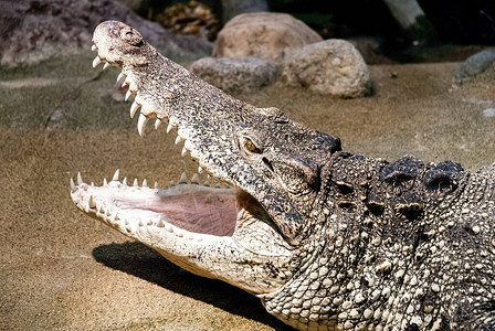 古巴鳄鱼Crocodylusrhombifer是只在古巴发现背景图片
