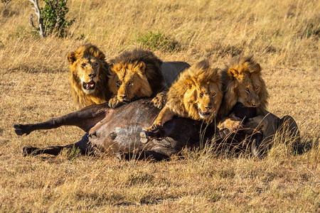 四头雄狮以水牛角为食图片