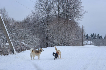 冬天街上的流浪狗图片