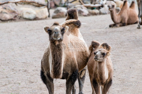 骆驼是卡美卢斯人体内的偶触喉背面有独特的脂肪矿床叫图片