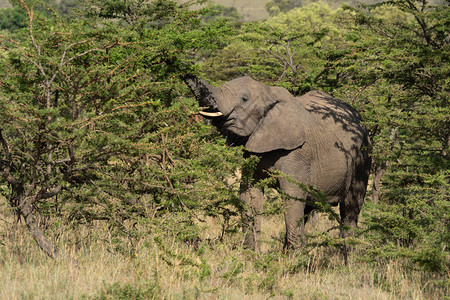 非洲大象站在灌木丛中举起树干图片