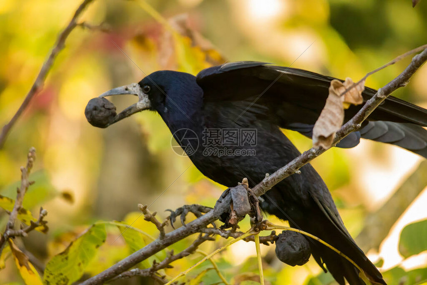 Rook搜高清图片下载-正版图片503709140-摄图网