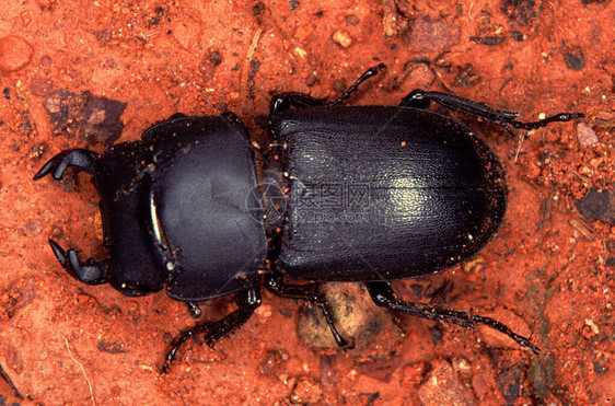 Dorcus属的甲虫图片