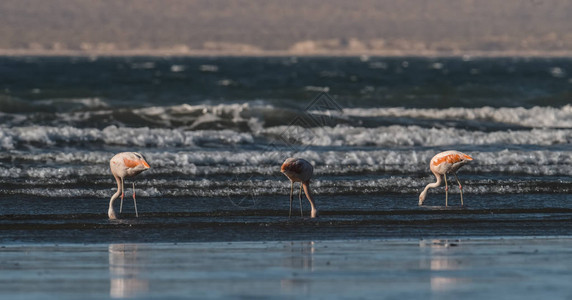 火烈鸟在海滩上觅食半岛瓦尔德斯巴塔哥图片