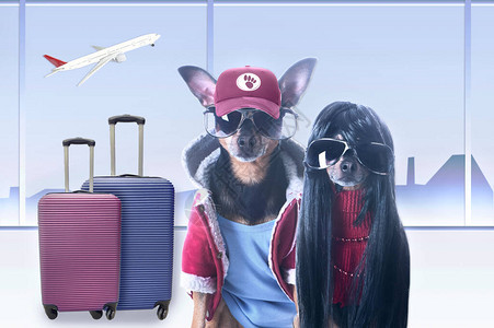 机场里的一对时髦的狗带着手提箱图片