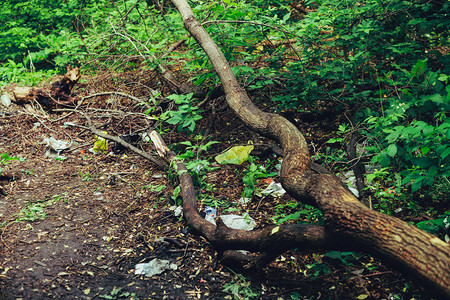 植物之间森林中的垃圾堆积物到处都有毒塑图片