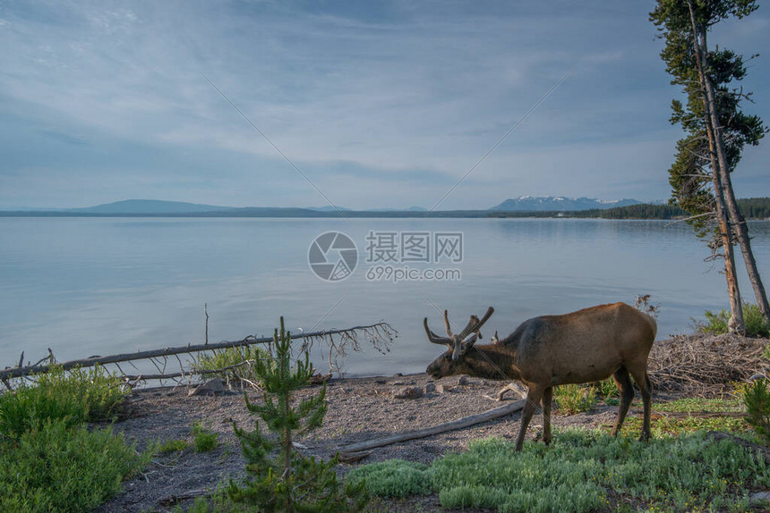 野生牛鹿图片