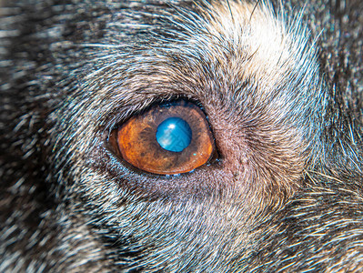 近距离拍摄了这只狗的一只眼睛家养狗动物之眼小狗动物世界看物体背景图图片