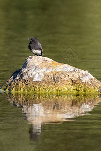 阳光秋天的气清楚地照亮了黑菲比鸟在池塘中的岩石上浸泡图片