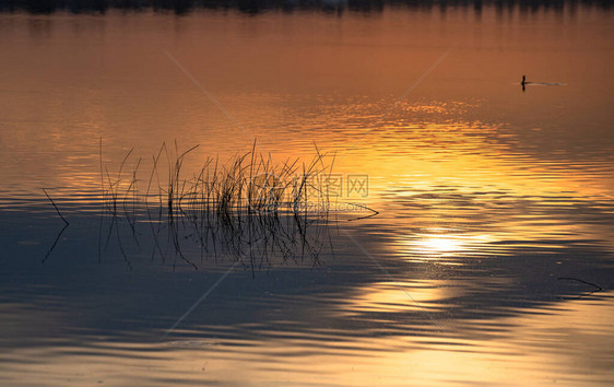 日落时湖上的野鸭毒菌图片