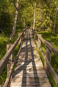 穿过沼泽的木脚桥带图片