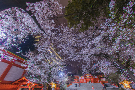 神社外盛开的樱花树图片