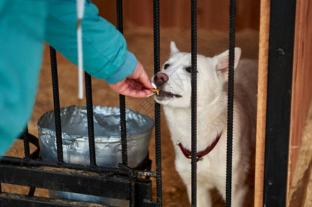 一只狗躺在一条小狗的牢笼里坐在一个拉蒂丝后面的悲伤景象图片