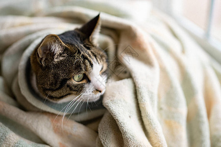 家里有只猫背景图片