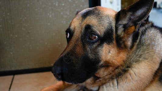 近的德国牧羊犬的脸在家中悲伤图片