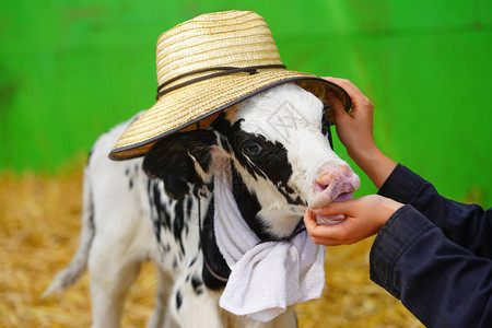 戴帽子的小牛图片