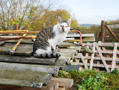 被遗弃的猫被遗弃的患有结膜炎的哭闹猫无图片