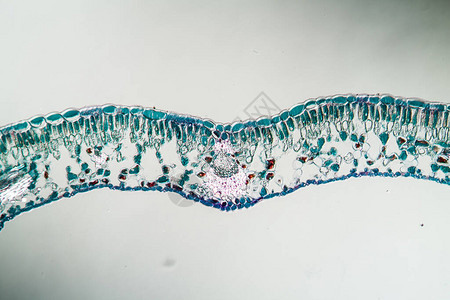 显微镜下的蓝莓叶横截图片