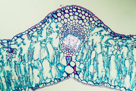 显微镜下语言叶横截图片