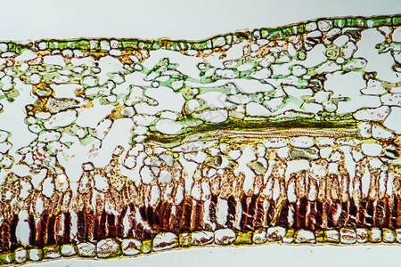 200x横截面的龙胆叶图片