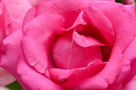 粉红玫瑰花朵有皱纹花朵瓣用于皮肤图片