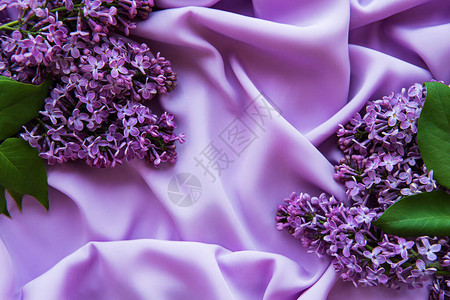 淡紫色缎背景上美丽的春花枝图片