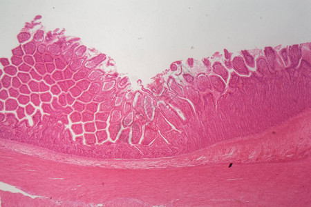 显微镜下的狗纤毛柱状上皮切片图片