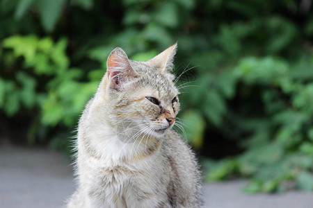 无家可归的猫感染了猫疱疹猫鼻气管炎或衣原体病鹦鹉热衣原体与眼睛结膜炎和全眼炎眼睛流图片
