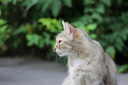 无家可归的猫感染了猫疱疹猫鼻气管炎或衣原体病鹦鹉热衣原体与眼睛结膜炎和全眼炎眼睛流图片