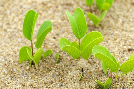 从沙子象征到新的生命或生态概念中生长出来的绿芽图片