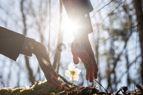 一位商人的手在一朵美丽而壮丽的花朵周围做保护姿态被明亮图片