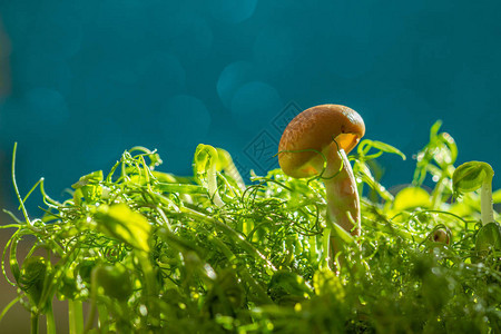 在阳光下生长的蘑菇图片