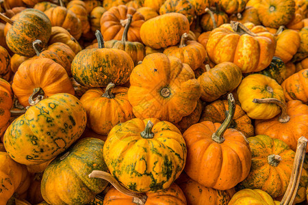 秋天在市场上的一大批迷你橙南图片