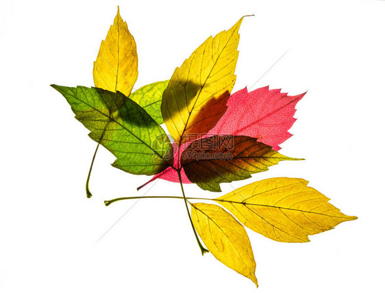 美丽多彩的黄红和绿秋叶树图片