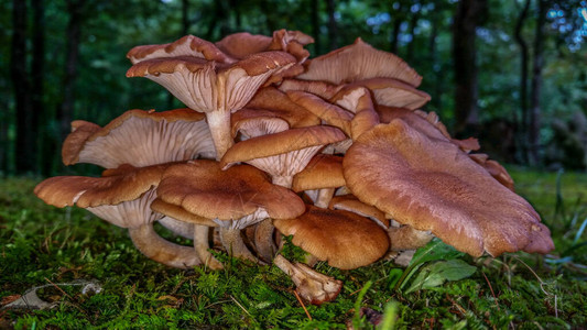 从森林地面向上生长的许多蘑菇的大蘑菇群图片