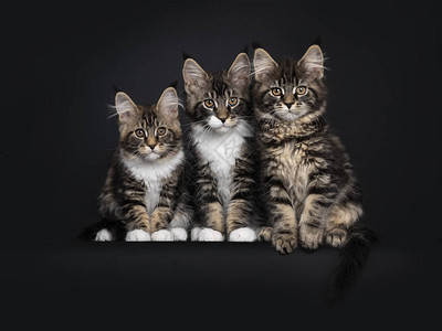 可爱的组排3只缅因猫小并排坐着所有人都用橙色的眼睛看着相机在黑图片