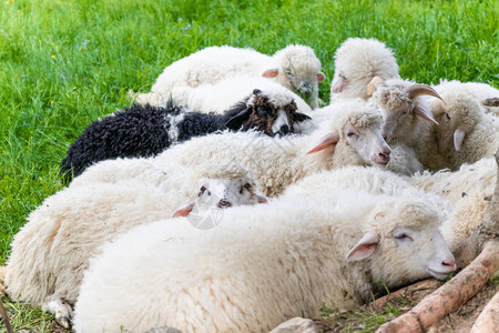 养殖牲畜农地用于收集羊毛以生产一头绵羊背景图片