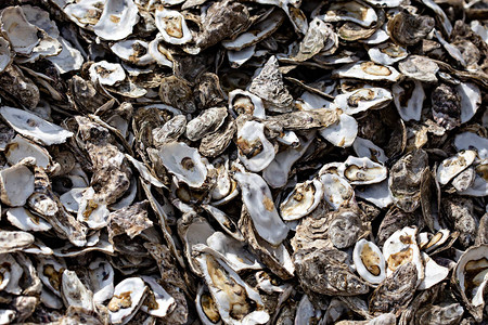 牡蛎壳堆关闭图片素材