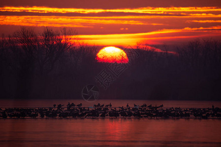 日出时冬湖上的鸟群图片