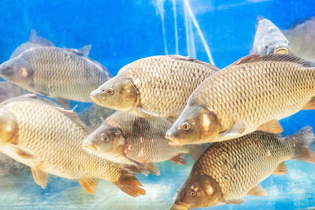 很多鱼在水族馆里的鲤鱼图片