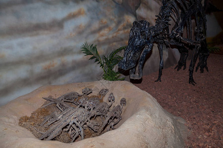 展示了一只母狗Psittacocaurus恐龙骨骼在巢穴里守图片