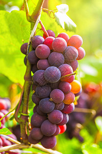 秋天太阳光线下的葡萄树上有一大堆成熟的葡萄背景图片