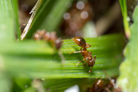 红蚂蚁满是蚂蚁的丘酷图片