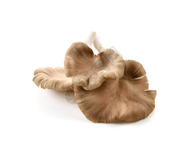白色背景上的牡蛎蘑菇图片