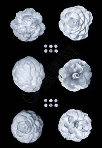黑色背景上一组六朵孤立的白色全开花朵的单色山茶花宏图片