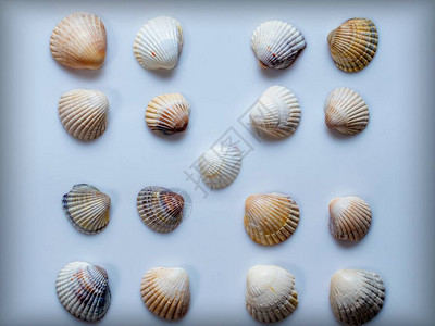 海贝壳上白色孤立的集合图片