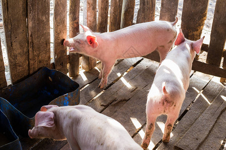 农村猪养场的猪群在图片