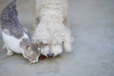 狗和猫一起吃饭艰难的友谊主题图片