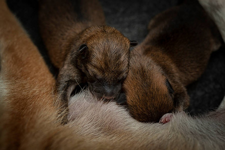 新生ShibaInu小狗的特写镜头日本柴犬美丽的柴犬小狗颜色棕和妈1天大幼犬正在图片